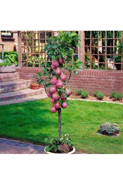 Груша колоновидна ‘Кармен’